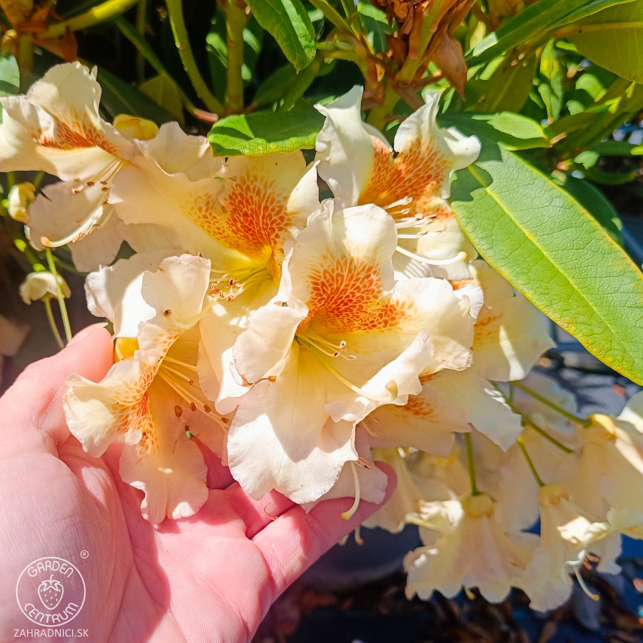Obrázok Rododendron hybridný (Rhododendron hybridum) ´ELSIE STRAVER´ - výška 30-40 cm, kont. C5L